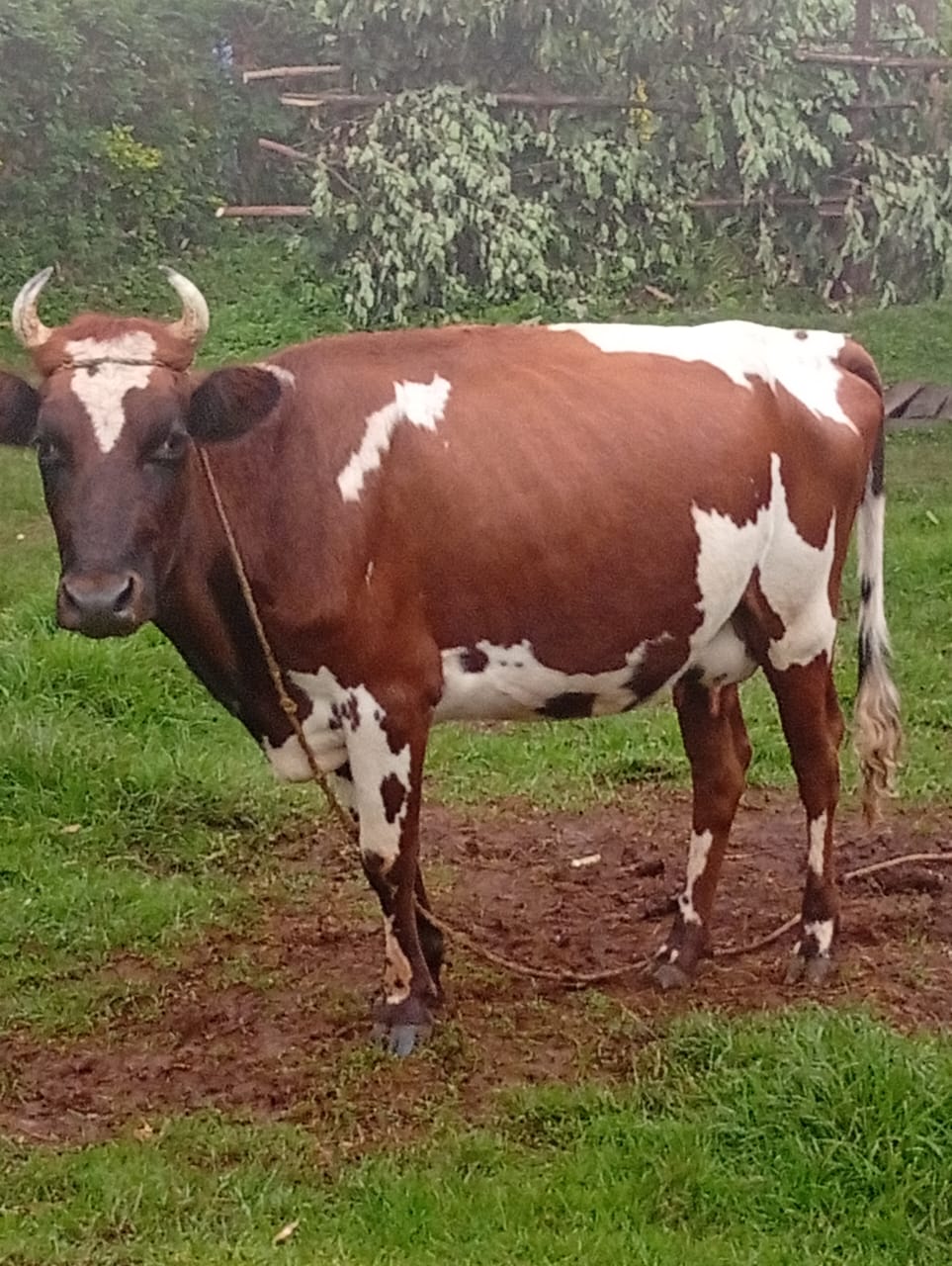 CADA the Cow